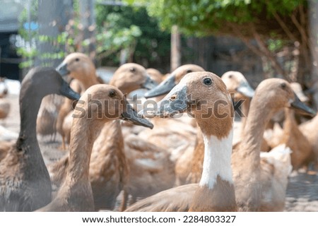 The large group of healthy brown ducks on a domestic farm for the agriculture concept.