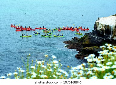 A large group of kayakers off the coast of La Jolla San Diego enjoying their afternoon in the water.
