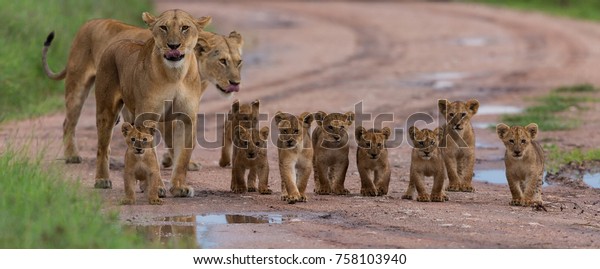 A\
large group kittens of lion (cub of lion)  and lioness (female of\
lion) are moving on savanna\'s road. It is a good illustration on\
soft light which shows wild life and natural\
habitat.