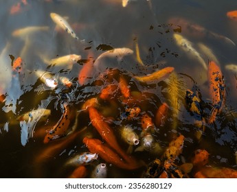 A large group of Koi fish gather to fight for food - Powered by Shutterstock