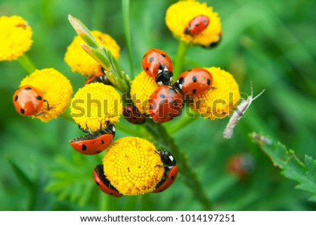 large group of ladybugs resting on yellow flowers with green background