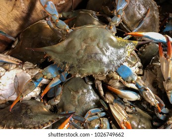 Un grand groupe de crabes à coque molle dans un récipient.