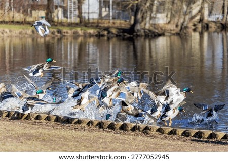 Large group of mallard ducks taking off and flying over water with splashes in a city park.