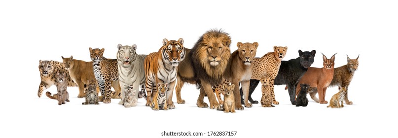 Large group of many adult wild cats and they cub together in a row - Shutterstock ID 1762837157
