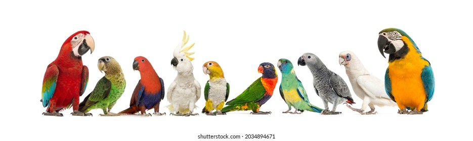 Große Gruppe von vielen verschiedenen exotischen Heimvögeln, Papageien, Papäeten, Makaws, Liebesvögel in einer Reihe, einzeln auf Weiß