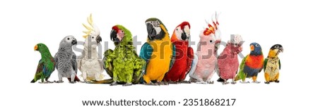 Large group of many different exotic pet birds, Parrots, parakeets, macaws in a row, isolated on white