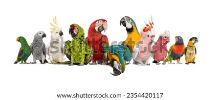 Large group of many different exotic pet birds, Parrots, parakeets, macaws in a row, isolated on white