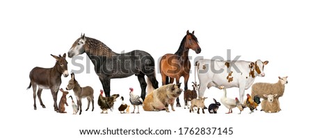 Large group of many farm animals standing together