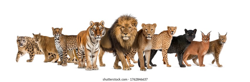 Large group of many species wild cats together in a row - Shutterstock ID 1762846637