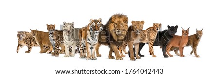 Large group of many wild cats together in a row