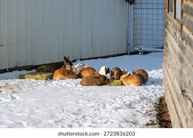 A large group of multi colored wild rabbits eat hay, grass and cabbage on a farm on a snow day in Deer Park, Washington State.