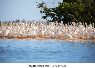 Gran grupo de pelícanos sobre un bar de arena en el Florida Everglades