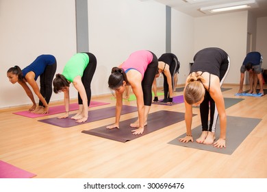 Large Group Of People Doing A Standing Forward Fold In A Yoga Class