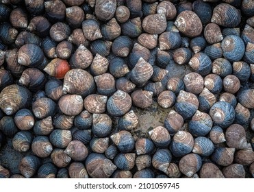 Large Group of Periwinkle Shells on a Beach