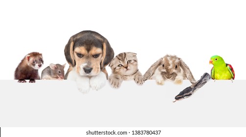 Large group of pets  above empty white banner. isolated on white background. Empty space for text