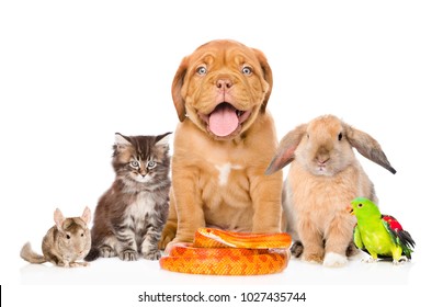 Large Group Of Pets Along. Isolated On White Background