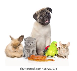 Large Group Of Pets Along. Isolated On White Background