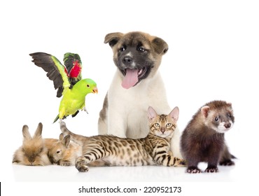 Large Group Of Pets. Isolated On White Background