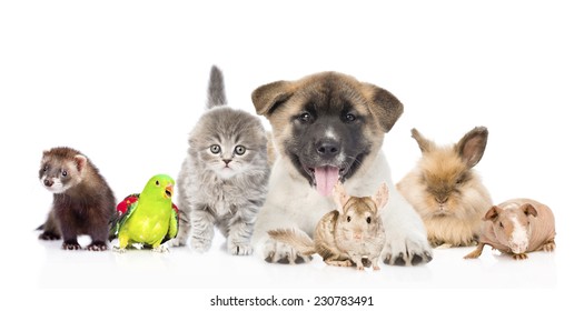 Large Group Of Pets Together In Front. Isolated On White Background