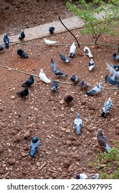 Large Group Of Pigeons Feeding On Brown Dust