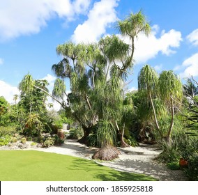 Large Group Of Pony Tail Palm Trees Also Know As Elephant's Foot Trees Growing In West Palm Beach, Florida.