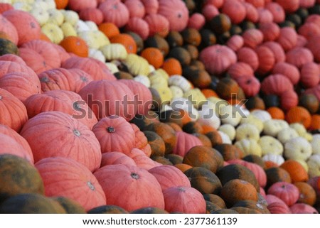 a large group of pumpkins arranged in rows in various sizes and colors: range from pink to dark green
