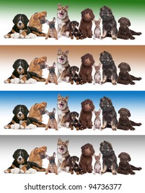 Large Group Of Puppies In Front Of Diverse Gradient Backgrounds