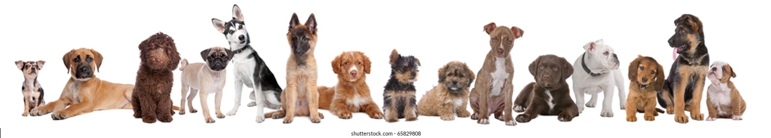 Large Group Of Puppies Isolated On A White Background