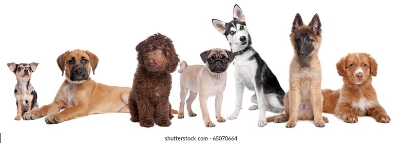 Large Group Of Puppies On A White Background.