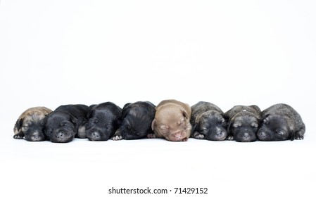 Large Group Of Puppies On A White Background In Row