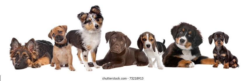 large group of puppies on a white background.from left to right,German Shepherd, mixed breed pug, shetland sheepdog,chocolate Labrador,Beagle,Bernese Mountain dog and a miniature Dachshund