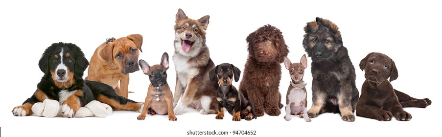 Large Group Of Puppies On A White Background.