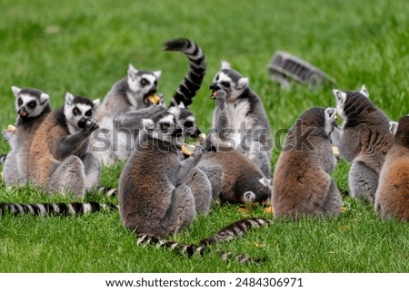 A large group of ring-tailed lemurs eating together on the grass.
