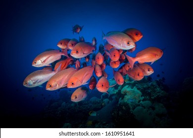 Large group of schooling red snapper above coral reef