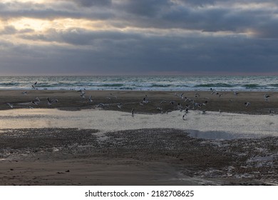 A large group of seagulls in flight, on the beautiful seashore, or in the dark cloudy skies of the coast at Cap Blanc-Nez, France. High quality photo