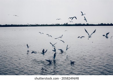 Large Group Of Seagulls On  Lake Water Flying In Sky 