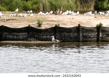 A large group of seagulls on the shore of a lake with one seagull in the foreground standing in the water near a black erosion control fence, surrounded by trees and plants