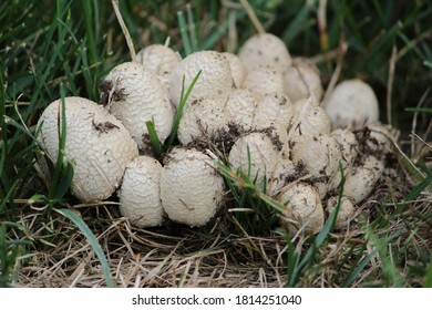 Large group of small white wild mushrooms