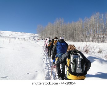 Large Group Of Snowshoe Hikers Climbs A Snow Ridge With  Bare Winter Aspen,  Vail Valley,  Colorado