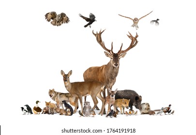 584 Crow squirrel Images, Stock Photos & Vectors | Shutterstock