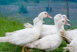 Group of ducks in farm, traditional farming in Thailand, animal farm ...