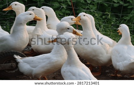 Large group of white ducks in the barnyard of a homestead