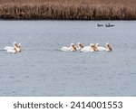 A Large Group of White Pelicans in a Pond in the Horicon Marsh in Wisconsin