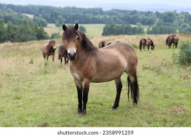 Large group of wild Exmoor ponies in a meadow