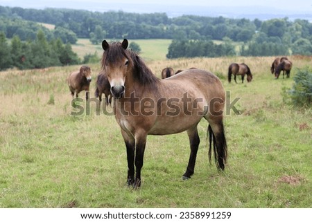 Large group of wild Exmoor ponies in a meadow