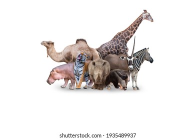 Large Group Of Wild Zoo Animals Together On Horizontal Web Banner With Room For Text In White Space