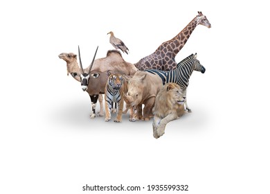 Large Group Of Wild Zoo Animals Together On Horizontal Web Banner With Room For Text In White Space