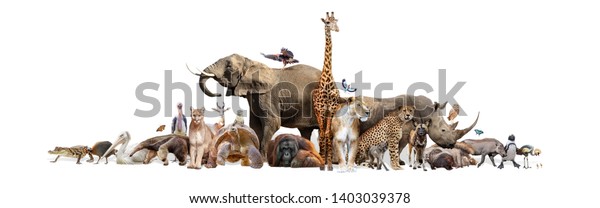 Large group of wild zoo animals together abstract photo mural wallpaper concept