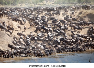 1,550 Annual Migration Images, Stock Photos & Vectors | Shutterstock