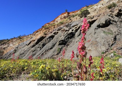 Large Group Of Wildflowers Blossoming In  Irwin River Riverbank And Cliffs In Victoria Plateau Near Mingenew Western Australia